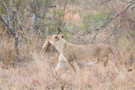 Lioness seen carrying her tiny cubs