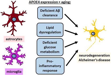 Frontiers The Role Of Apoe4 In Disrupting The Homeostatic Functions Of Astrocytes And