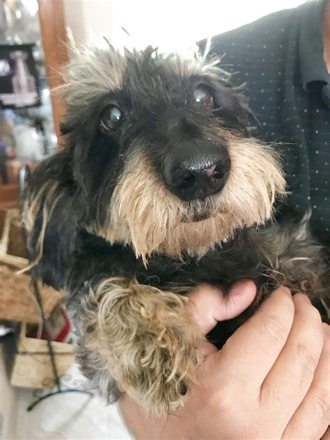 my wire haired dachshund George 💕 : r/Dachshund
