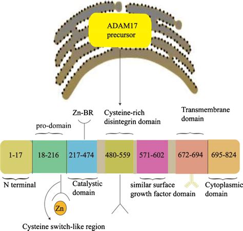 Structure Of A Disintegrin And Metalloprotease Adam Precursor