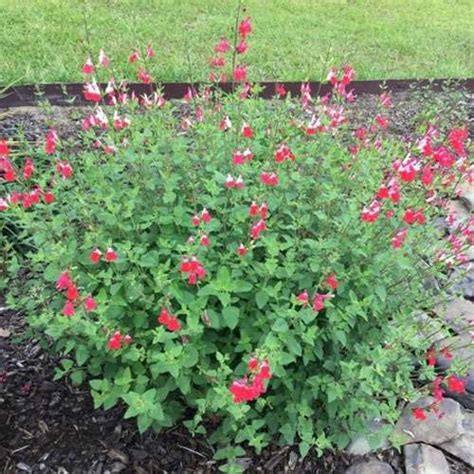 Salvia Hot Lips Granton Plants Hobart