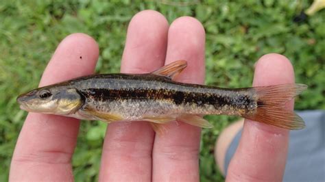 Western Blacknose Dace Fishes Of The Upper Green River Ky Inaturalist