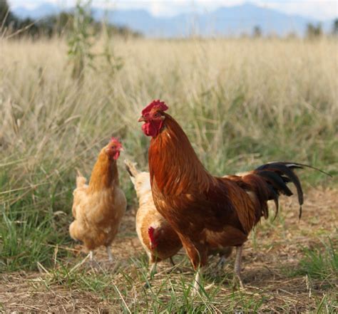 Hungarian Yellow Chicken Canada Grade Eh Farms