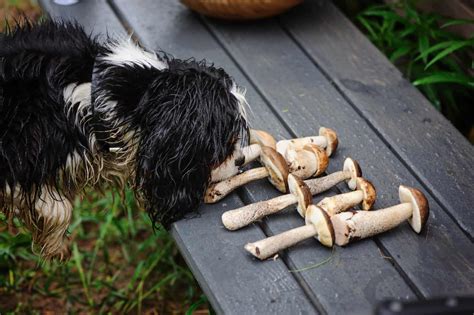 Can Dogs Eat Mushrooms? Know the 7 Best Kinds For Fido