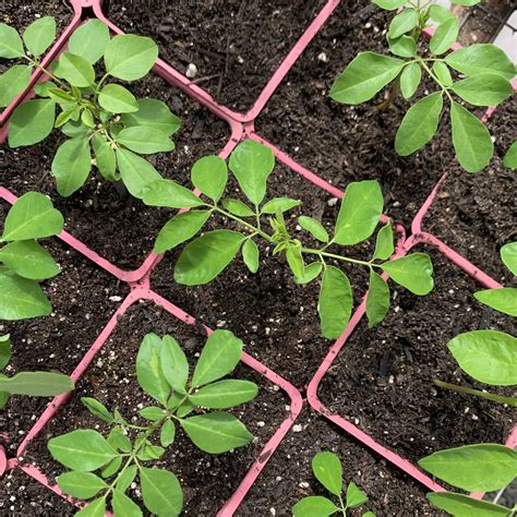 Growing Moringa — Kula Nursery