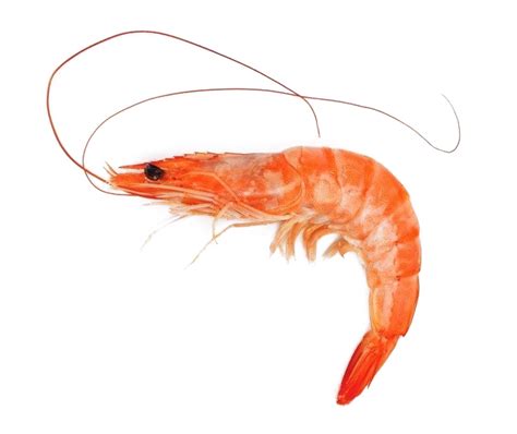 Ocean Shrimp Seafood Marine Life Free Png