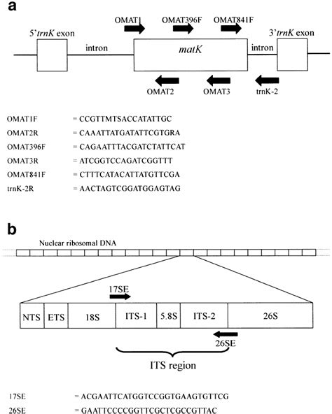 Sequences Of Matk A And Its Region B With Location Of Primers