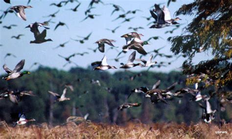 National Wildlife Refuges in Tennessee