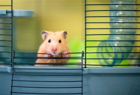 Can Hamsters Eat Blueberries Vet Explains Pets