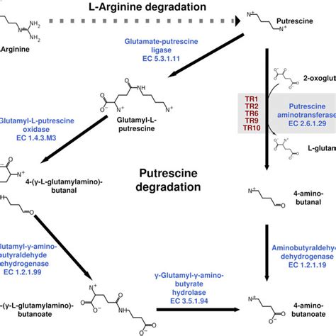 Reconstruction Of The Putrescine Catabolic Pathways In Which The Tr