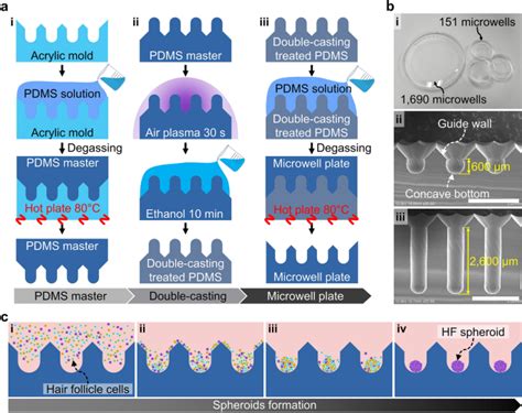 Biological And Mechanical Influence Of Three Dimensional