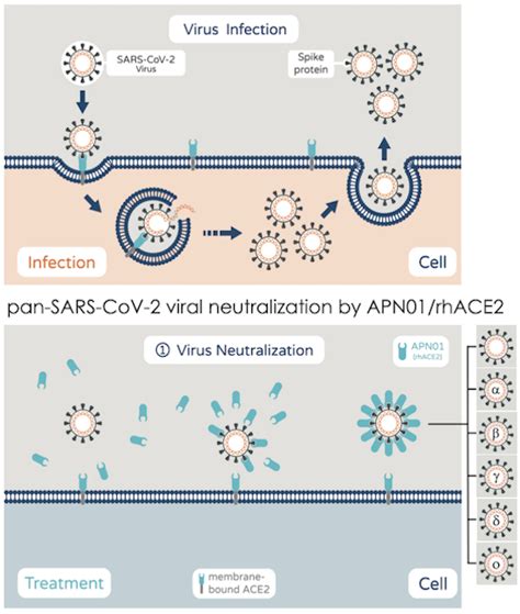 clinical grade ace   universal agent  block sarscov variants