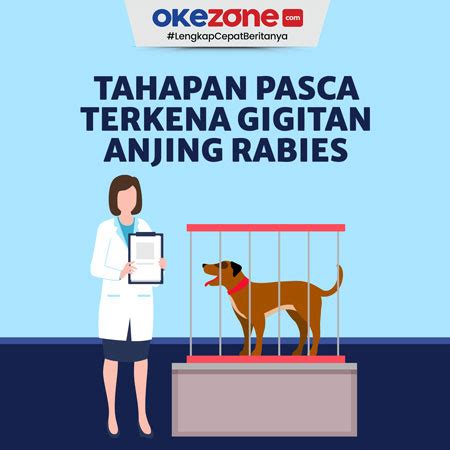 Tahapan Gejala Pasca-Terkena Gigitan Anjing Rabies 0 : Foto Okezone ...