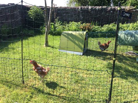 Omlet Chicken Fencing Green Poultry Netting For Chickens