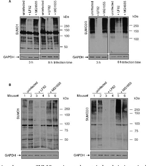 Figure 1 From Crohns Disease Associated Adherent Invasive Escherichia Coli Manipulate Host