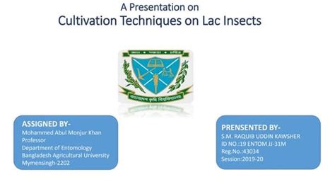 Cultivation technique of lac insect