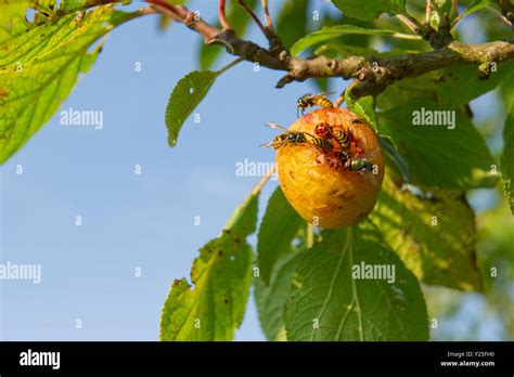 Insects on fruit Stock Photo - Alamy