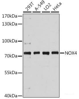 High Affinity And Specificity Ko Validated Nox Polyclonal Antibody E