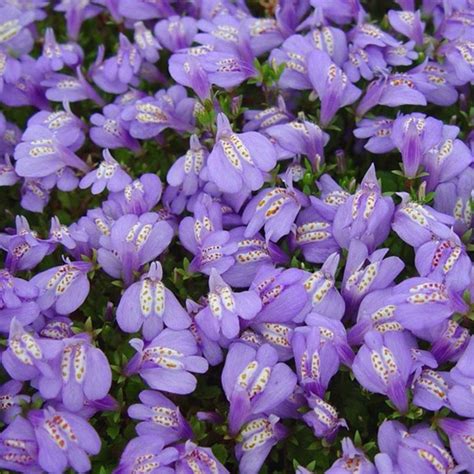 Мазус ползучий (Mazus reptans)