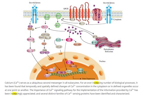 28.7: Calcium Signaling - Biology LibreTexts