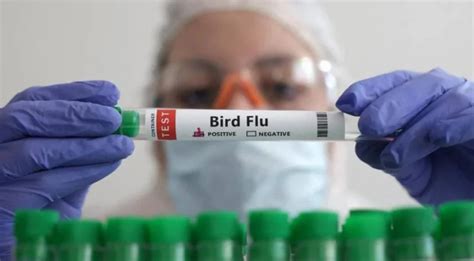 Who Records First Fatal Human Case Of Bird Flu Gulf Times