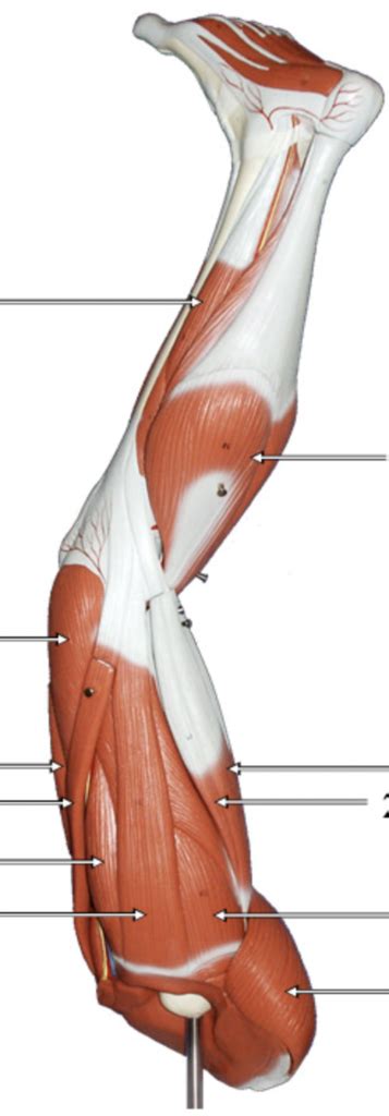 Muscles of the back of the leg Diagram | Quizlet