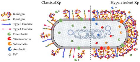 Bacterial Capsule Klebsiella Pneumoniae