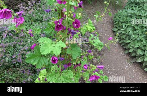 Medicinal plants garden Stock Videos & Footage - HD and 4K Video Clips ...