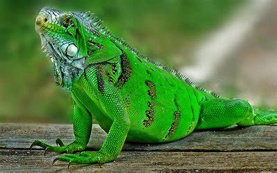 Download wallpapers iguana, green lizard, green iguana, wildlife, lizards for desktop free ...