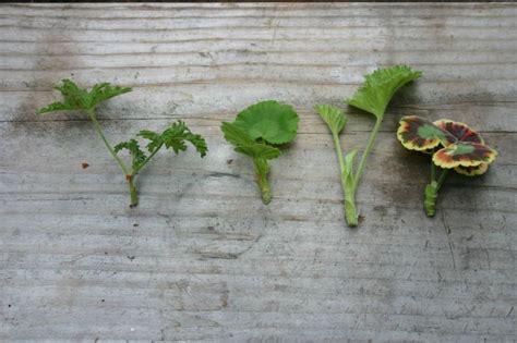 Propagating geraniums | Propagating geraniums, Geraniums, Garden plants