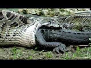 Incredible: Long snake eats up crocodile - P.M. News