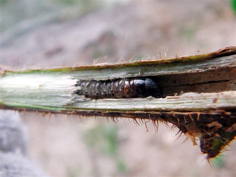 Feeding Damage Of Kiwi Frouit By Endoclita Excrescens Larva0715 藤 ヶ