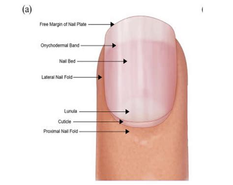 Nail Allergies Recognise The Signs And Symptoms By Dr Angela Tewari