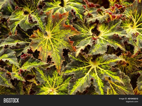 Green Leaf Texture. Image & Photo (Free Trial) | Bigstock