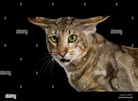 Oriental Cat With Big Ears on Black Isolated Background Stock Photo - Alamy