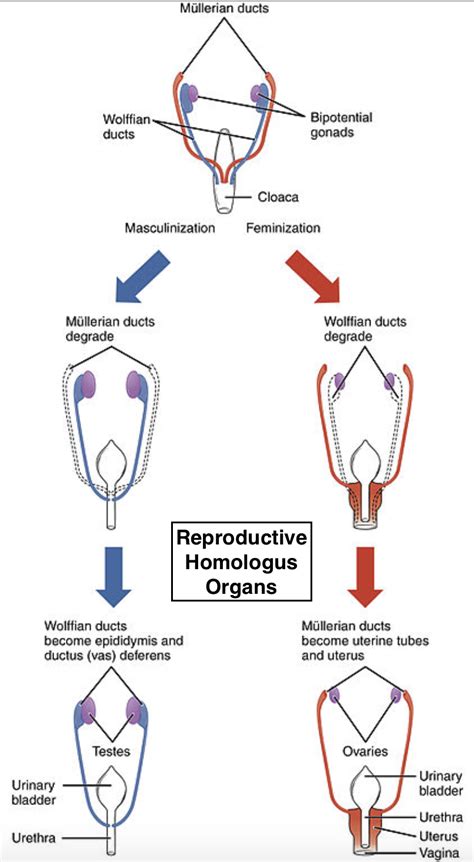 Perineal Structures