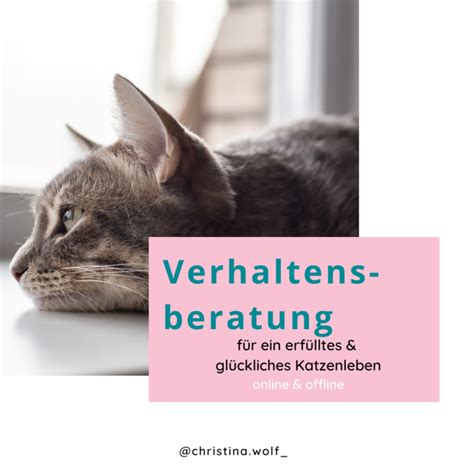 Verhaltensberatung Katze Beratung Katze Elopage