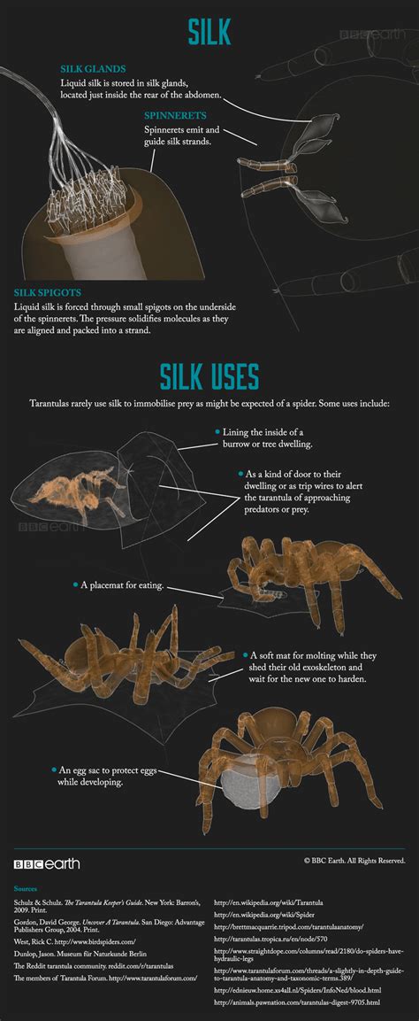 Tarantula: Giant of the spider world