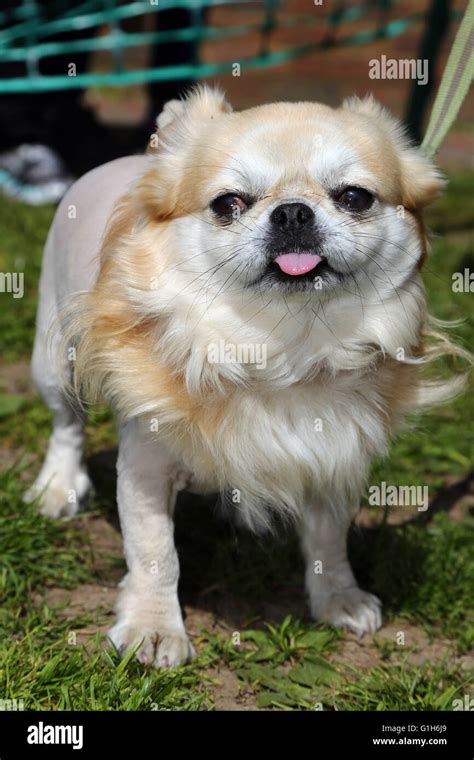 Pug Cross Chihuahua Hi Res Stock Photography And Images Alamy