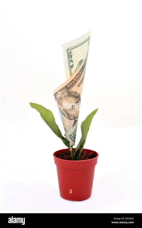 Currency flower hi-res stock photography and images - Alamy
