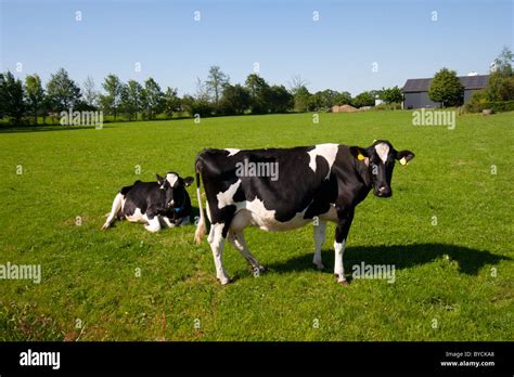 Vacas blanco y negro en un cultivo Fotografía de stock Alamy