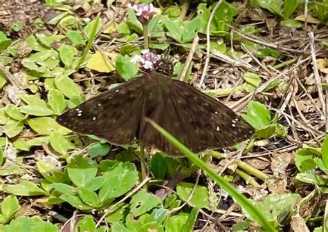 Horace S Duskywing From Dare County NC USA On August 17 2023 At 03