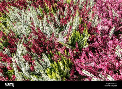 Floreciendo Común Heather Calluna Vulgaris Beauty Ladies Plantas De