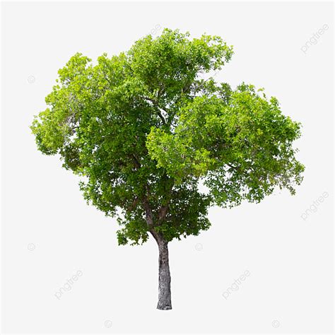 Isolierter Baum Auf Wei Em Hintergrund Baum Gr N Isoliert Png Und