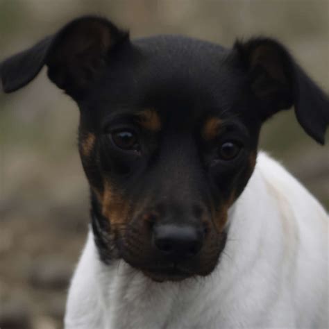 Japanese Terrier – Woofmastery.com