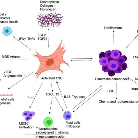 Pancreatic Stellate Cells Are The Major Source Of Collagen In The