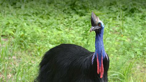 Download Bird Animal Cassowary Hd Wallpaper