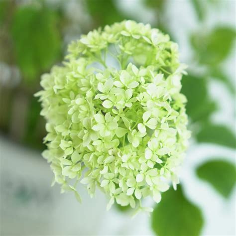 Hydrangea Arborescens Bella Ragazza Limetta Hortensja Drzewkowata