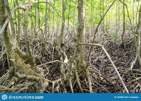 Avicennia Alba Root Stock Photo Image Of Nature Park 202881394