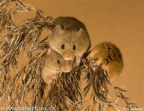 Feasting Havest Mice | Harvest mouse, Harvest festival, Pet mice